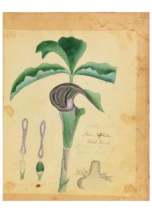 Reproducción/Reproduction 39940990683: Botanical description and medical, culinary & other uses of the plants in the first volume of my American herbarium /. . 