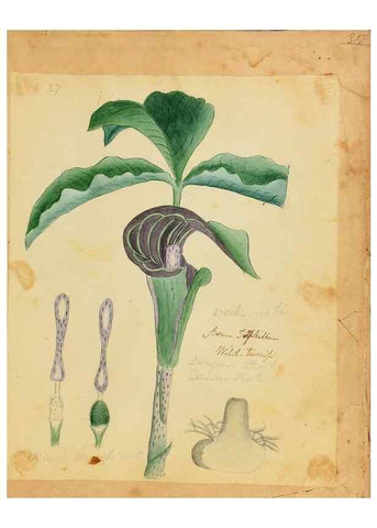 Reproducción/Reproduction 39940990683: Botanical description and medical, culinary & other uses of the plants in the first volume of my American herbarium /. . 