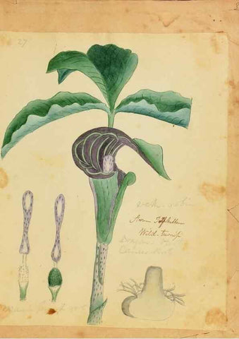 Reproducción/Reproduction 39940990683: Botanical description and medical, culinary & other uses of the plants in the first volume of my American herbarium /. . 