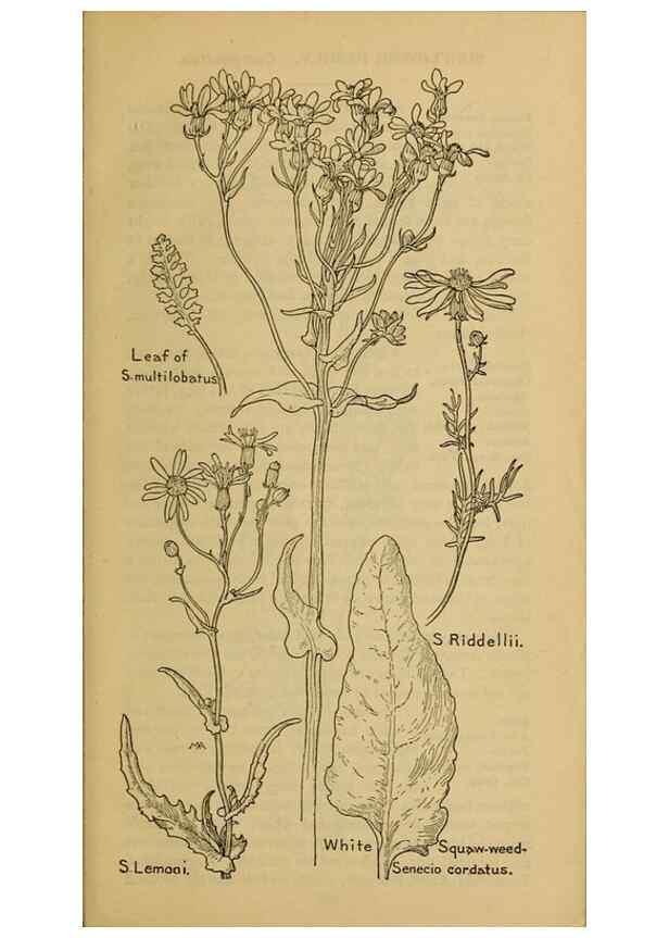 Reproducción/Reproduction 46904942401: Field book of western wild flowers /. New York :Putnam,1915.. 