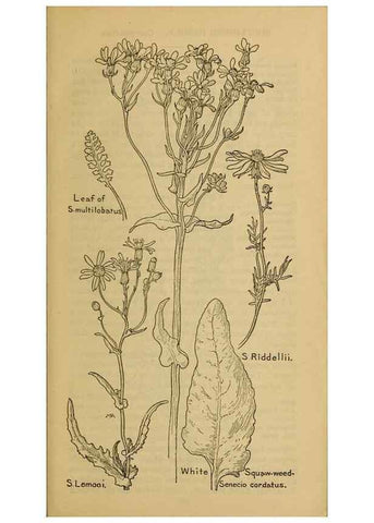 Reproducción/Reproduction 46904942401: Field book of western wild flowers /. New York :Putnam,1915.. 