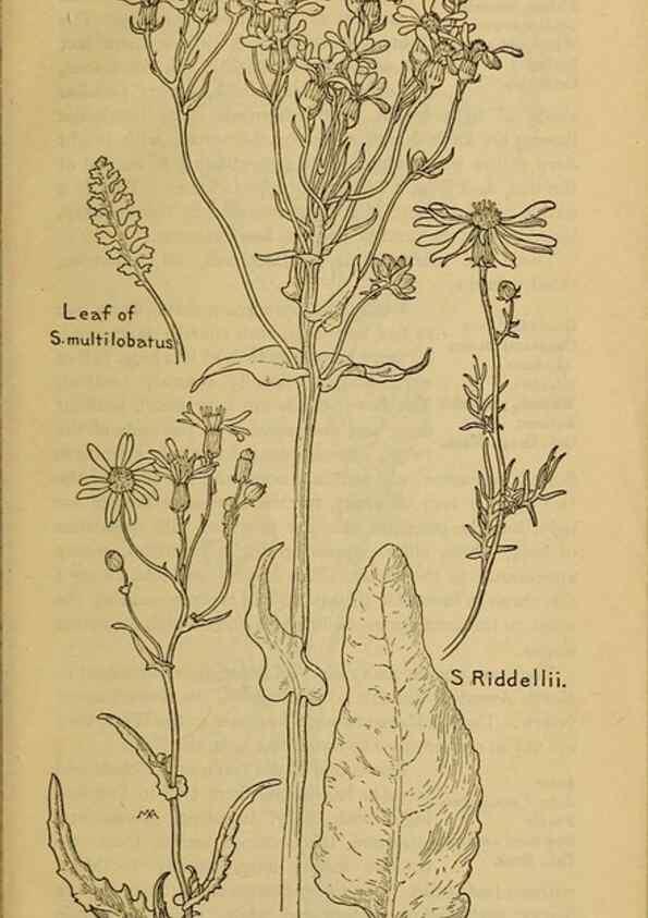 Reproducción/Reproduction 46904942401: Field book of western wild flowers /. New York :Putnam,1915.. 