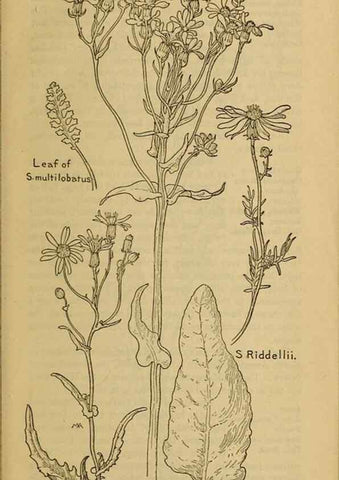 Reproducción/Reproduction 46904942401: Field book of western wild flowers /. New York :Putnam,1915.. 