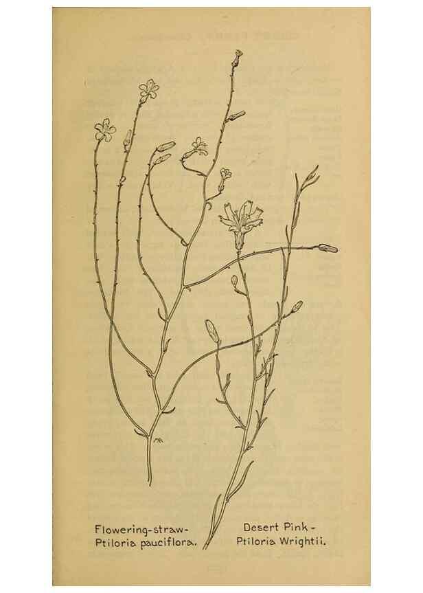 Reproducción/Reproduction 46904945071: Field book of western wild flowers /. New York :Putnam,1915.. 