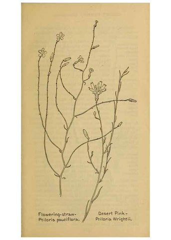 Reproducción/Reproduction 46904945071: Field book of western wild flowers /. New York :Putnam,1915.. 