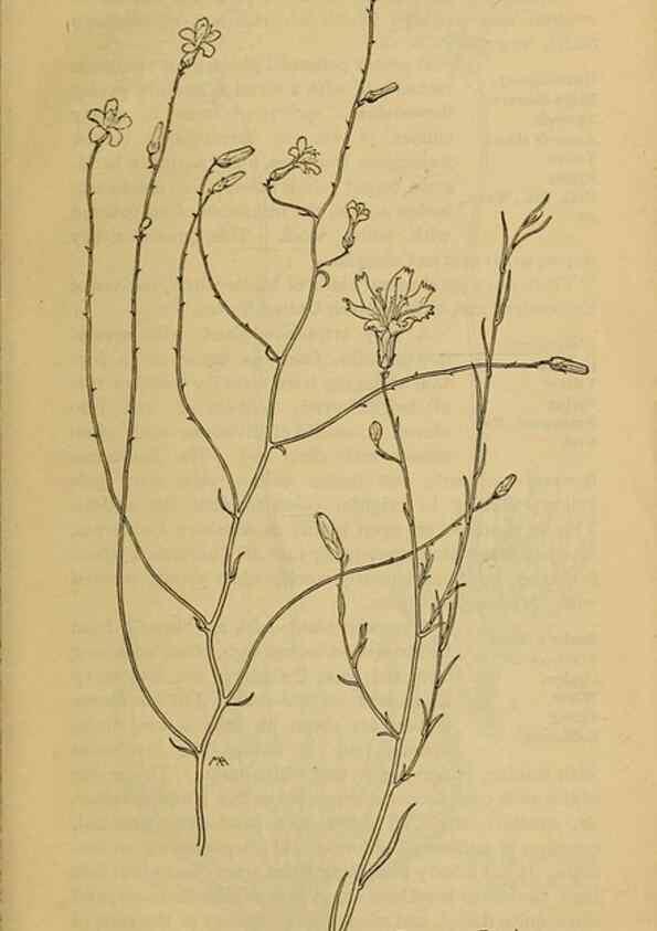 Reproducción/Reproduction 46904945071: Field book of western wild flowers /. New York :Putnam,1915.. 