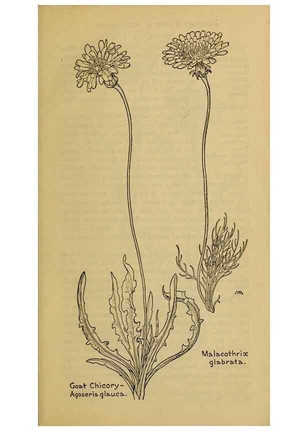 Reproducción/Reproduction 46852903012: Field book of western wild flowers /. New York :Putnam,1915.. 