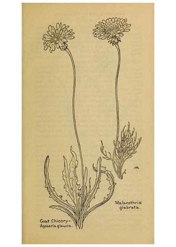 Reproducción/Reproduction 46852903012: Field book of western wild flowers /. New York :Putnam,1915.. 