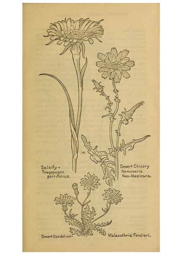 Reproducción/Reproduction 46180074214: Field book of western wild flowers /. New York :Putnam,1915.. 