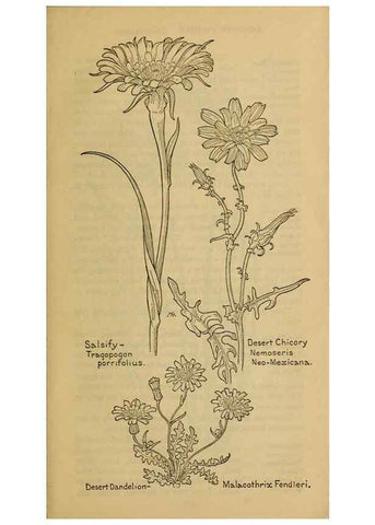 Reproducción/Reproduction 46180074214: Field book of western wild flowers /. New York :Putnam,1915.. 