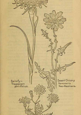 Reproducción/Reproduction 46180074214: Field book of western wild flowers /. New York :Putnam,1915.. 