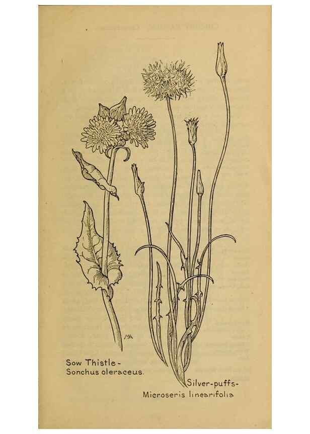 Reproducción/Reproduction 46904949981: Field book of western wild flowers /. New York :Putnam,1915.. 