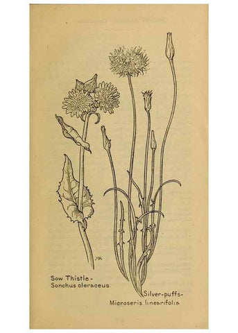 Reproducción/Reproduction 46904949981: Field book of western wild flowers /. New York :Putnam,1915.. 