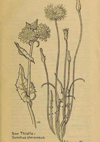 Reproducción/Reproduction 46904949981: Field book of western wild flowers /. New York :Putnam,1915.. 