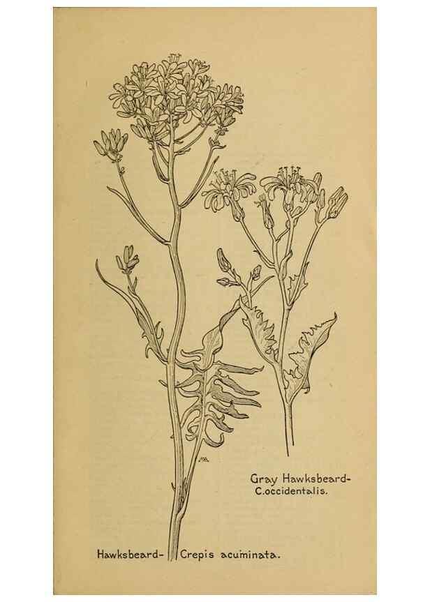Reproducción/Reproduction 45990430365: Field book of western wild flowers /. New York :Putnam,1915.. 