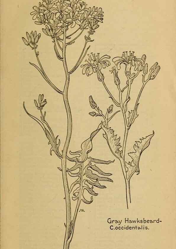 Reproducción/Reproduction 45990430365: Field book of western wild flowers /. New York :Putnam,1915.. 