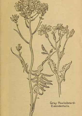 Reproducción/Reproduction 45990430365: Field book of western wild flowers /. New York :Putnam,1915.. 