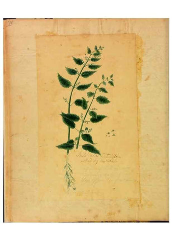 Reproducción/Reproduction 46853552962: Botanical description and medical, culinary & other uses of the plants in the first volume of my American herbarium /. . 