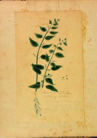 Reproducción/Reproduction 46853552962: Botanical description and medical, culinary & other uses of the plants in the first volume of my American herbarium /. . 