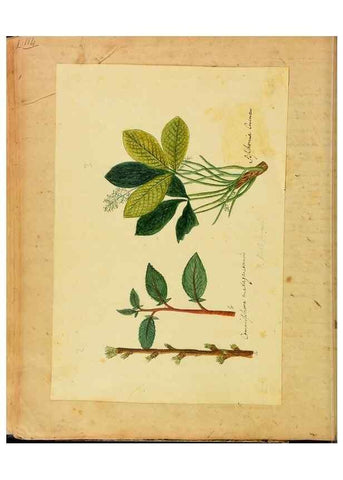 Reproducción/Reproduction 33030345148: Botanical description and medical, culinary & other uses of the plants in the first volume of my American herbarium /. . 