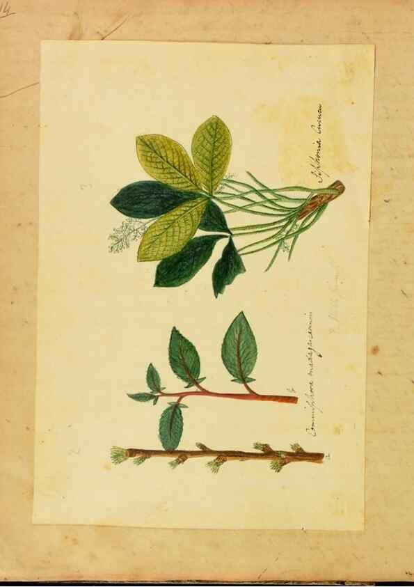 Reproducción/Reproduction 33030345148: Botanical description and medical, culinary & other uses of the plants in the first volume of my American herbarium /. . 