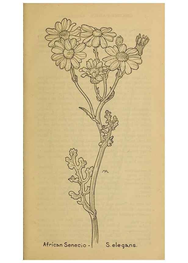 Reproducción/Reproduction 46904943831: Field book of western wild flowers /. New York :Putnam,1915.. 