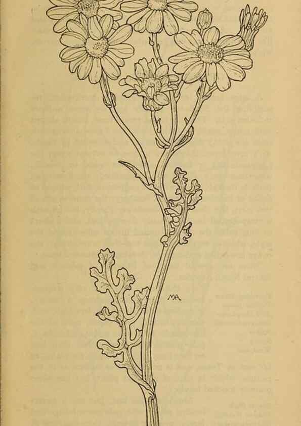 Reproducción/Reproduction 46904943831: Field book of western wild flowers /. New York :Putnam,1915.. 