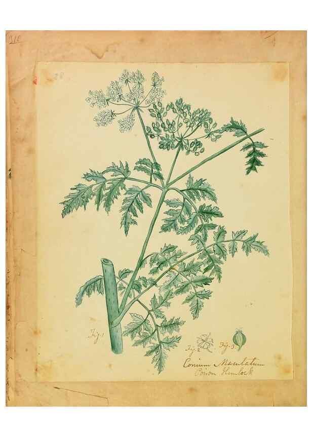 Reproducción/Reproduction 46180787084: Botanical description and medical, culinary & other uses of the plants in the first volume of my American herbarium /. . 