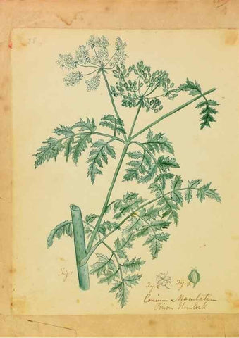 Reproducción/Reproduction 46180787084: Botanical description and medical, culinary & other uses of the plants in the first volume of my American herbarium /. . 