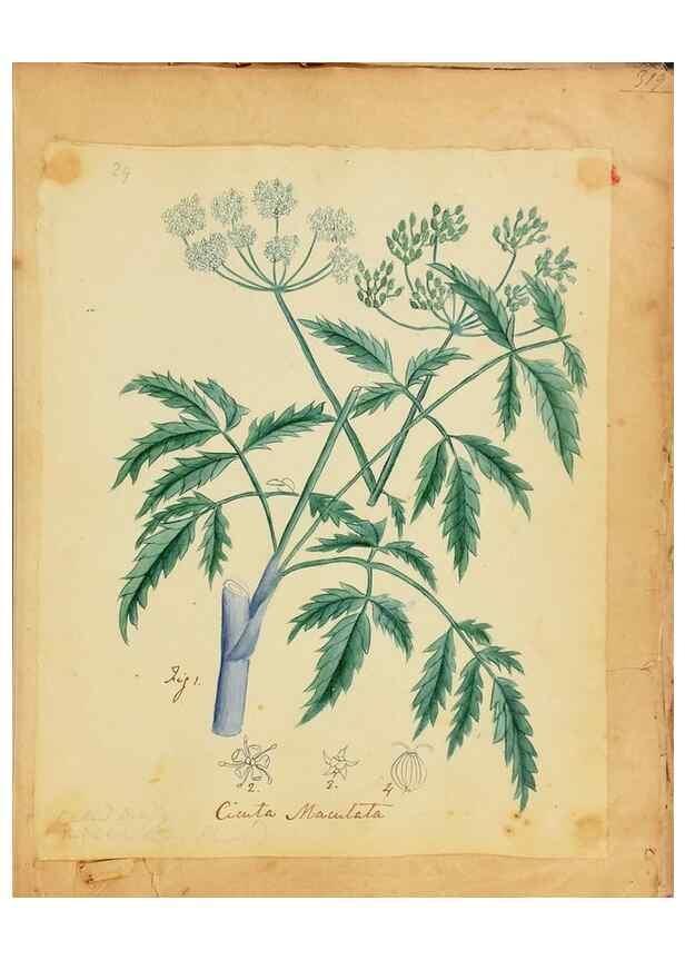 Reproducción/Reproduction 39940991673: Botanical description and medical, culinary & other uses of the plants in the first volume of my American herbarium /. . 