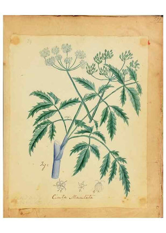 Reproducción/Reproduction 39940991673: Botanical description and medical, culinary & other uses of the plants in the first volume of my American herbarium /. . 