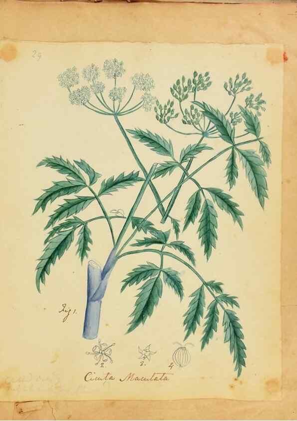 Reproducción/Reproduction 39940991673: Botanical description and medical, culinary & other uses of the plants in the first volume of my American herbarium /. . 