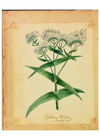 Reproducción/Reproduction 46853577802: Botanical description and medical, culinary & other uses of the plants in the first volume of my American herbarium /. . 