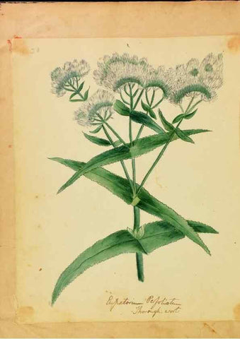 Reproducción/Reproduction 46853577802: Botanical description and medical, culinary & other uses of the plants in the first volume of my American herbarium /. . 