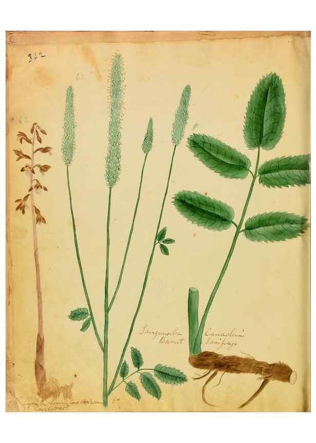 Reproducción/Reproduction 45991181535: Botanical description and medical, culinary & other uses of the plants in the first volume of my American herbarium /. . 