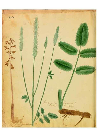 Reproducción/Reproduction 45991181535: Botanical description and medical, culinary & other uses of the plants in the first volume of my American herbarium /. . 