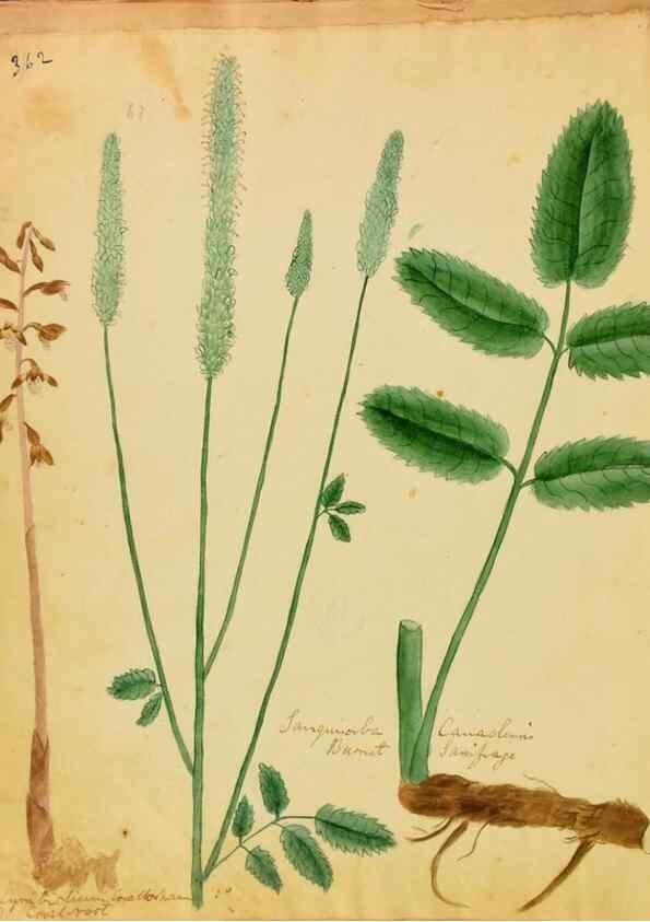 Reproducción/Reproduction 45991181535: Botanical description and medical, culinary & other uses of the plants in the first volume of my American herbarium /. . 