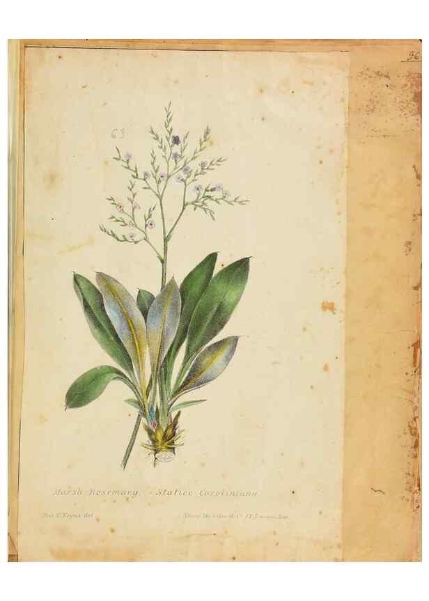 Reproducción/Reproduction 39941007483: Botanical description and medical, culinary & other uses of the plants in the first volume of my American herbarium /. . 
