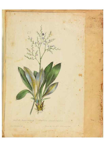 Reproducción/Reproduction 39941007483: Botanical description and medical, culinary & other uses of the plants in the first volume of my American herbarium /. . 