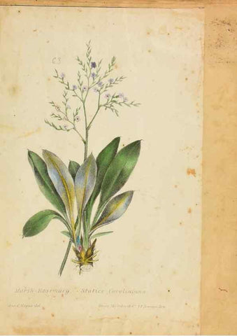 Reproducción/Reproduction 39941007483: Botanical description and medical, culinary & other uses of the plants in the first volume of my American herbarium /. . 