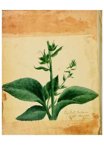 Reproducción/Reproduction 46180809094: Botanical description and medical, culinary & other uses of the plants in the first volume of my American herbarium /. . 
