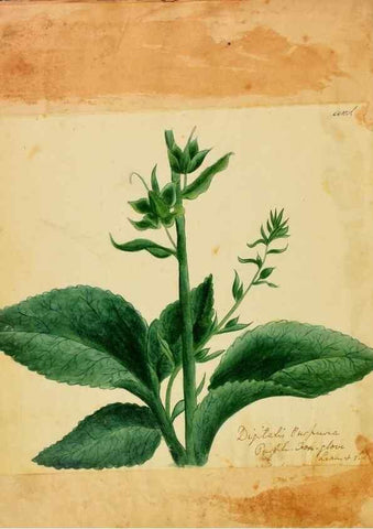 Reproducción/Reproduction 46180809094: Botanical description and medical, culinary & other uses of the plants in the first volume of my American herbarium /. . 