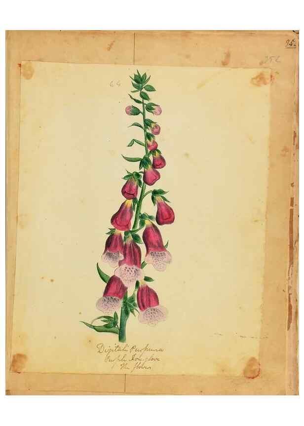 Reproducción/Reproduction 46905695871: Botanical description and medical, culinary & other uses of the plants in the first volume of my American herbarium /. . 