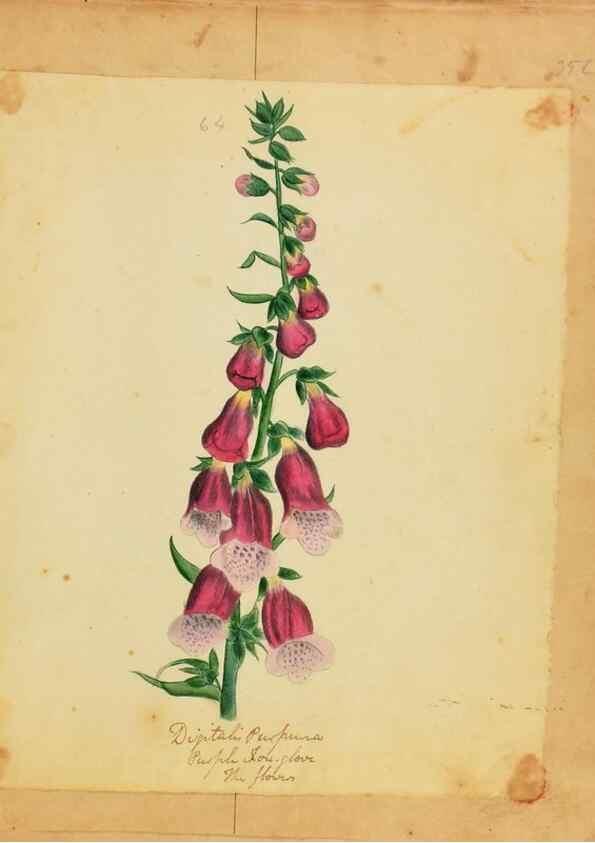 Reproducción/Reproduction 46905695871: Botanical description and medical, culinary & other uses of the plants in the first volume of my American herbarium /. . 