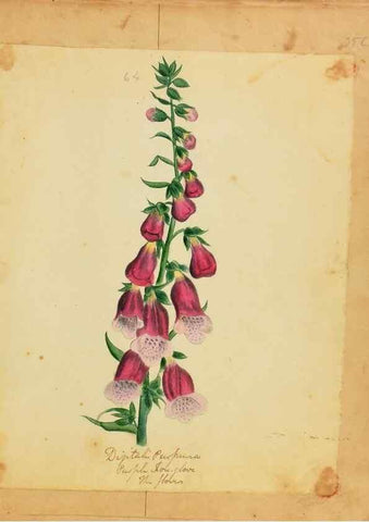 Reproducción/Reproduction 46905695871: Botanical description and medical, culinary & other uses of the plants in the first volume of my American herbarium /. . 