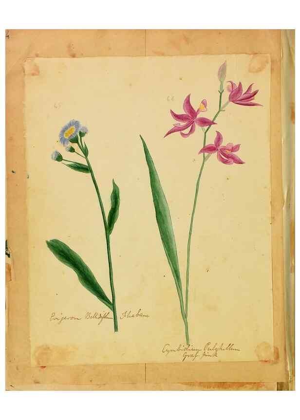 Reproducción/Reproduction 31964466107: Botanical description and medical, culinary & other uses of the plants in the first volume of my American herbarium /. . 