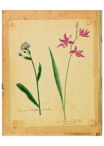 Reproducción/Reproduction 31964466107: Botanical description and medical, culinary & other uses of the plants in the first volume of my American herbarium /. . 