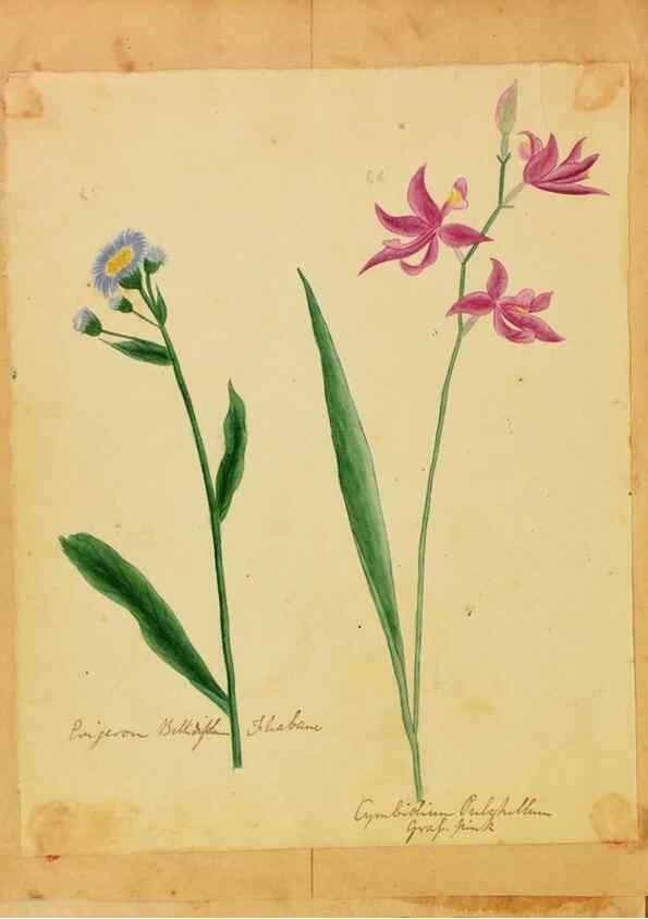 Reproducción/Reproduction 31964466107: Botanical description and medical, culinary & other uses of the plants in the first volume of my American herbarium /. . 