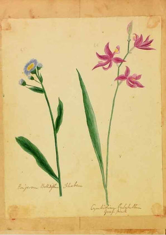 Reproducción/Reproduction 31964466107: Botanical description and medical, culinary & other uses of the plants in the first volume of my American herbarium /. . 