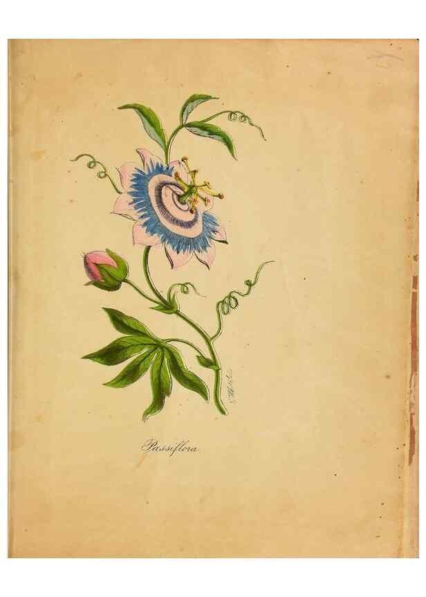 Reproducción/Reproduction 33030500878: Botanical description and medical, culinary & other uses of the plants in the first volume of my American herbarium /. . 